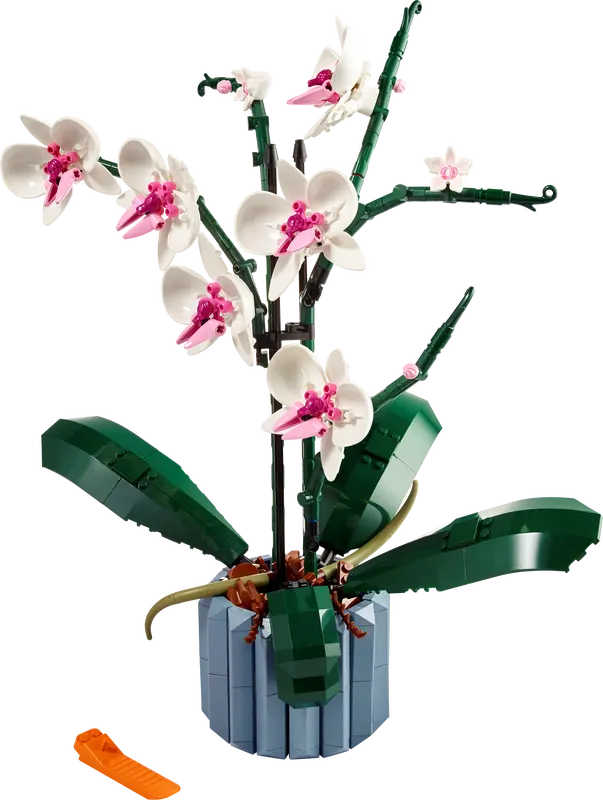 10311 Orchidee