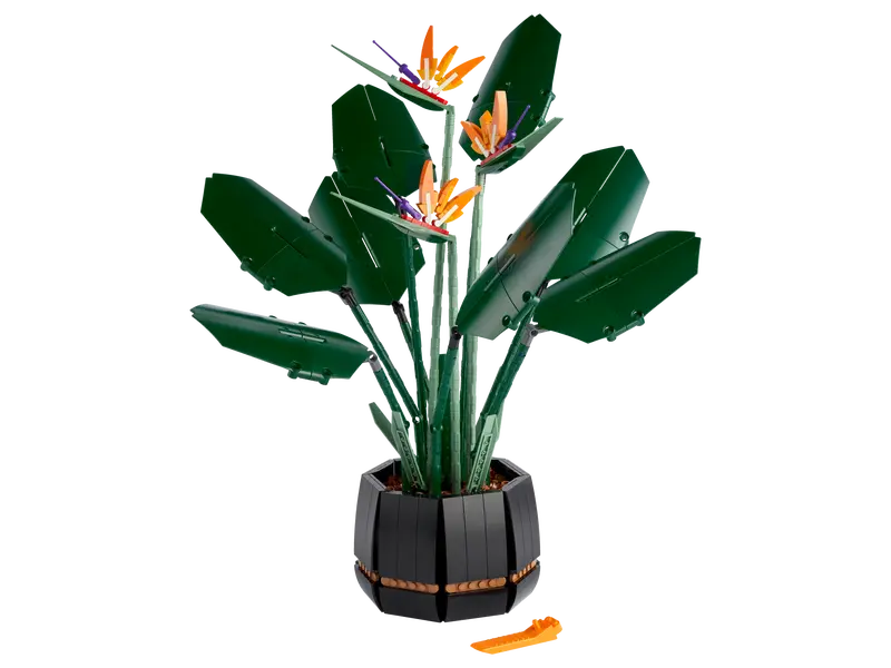 10298 Paradijsvogelplant