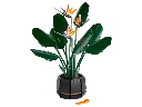 10298 Paradijsvogelplant