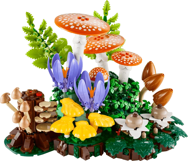 11505 Les champignons des bois