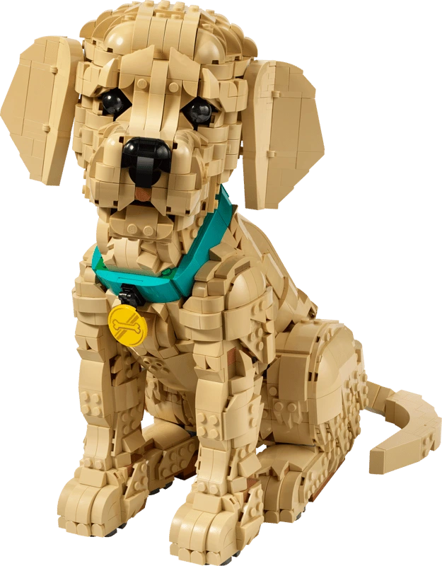 11384 Le chiot Golden Retriever
