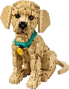 11384 Le chiot Golden Retriever