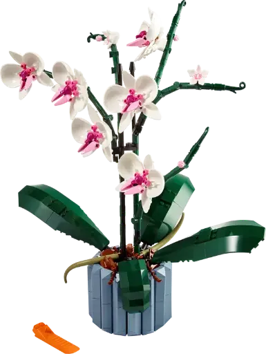 10311 Orchidee